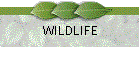 WILDLIFE